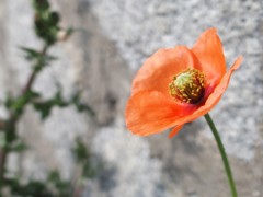 ナガミヒナゲシ