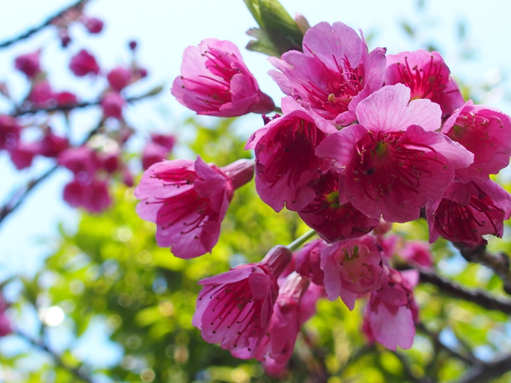 寒緋桜