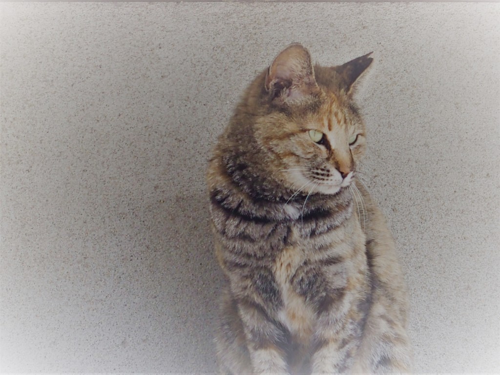 にゃんころりん(=^・^=)
