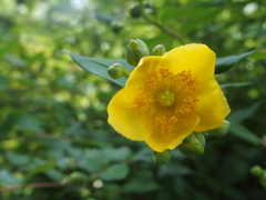 花壇のお花たち　キンシバイ
