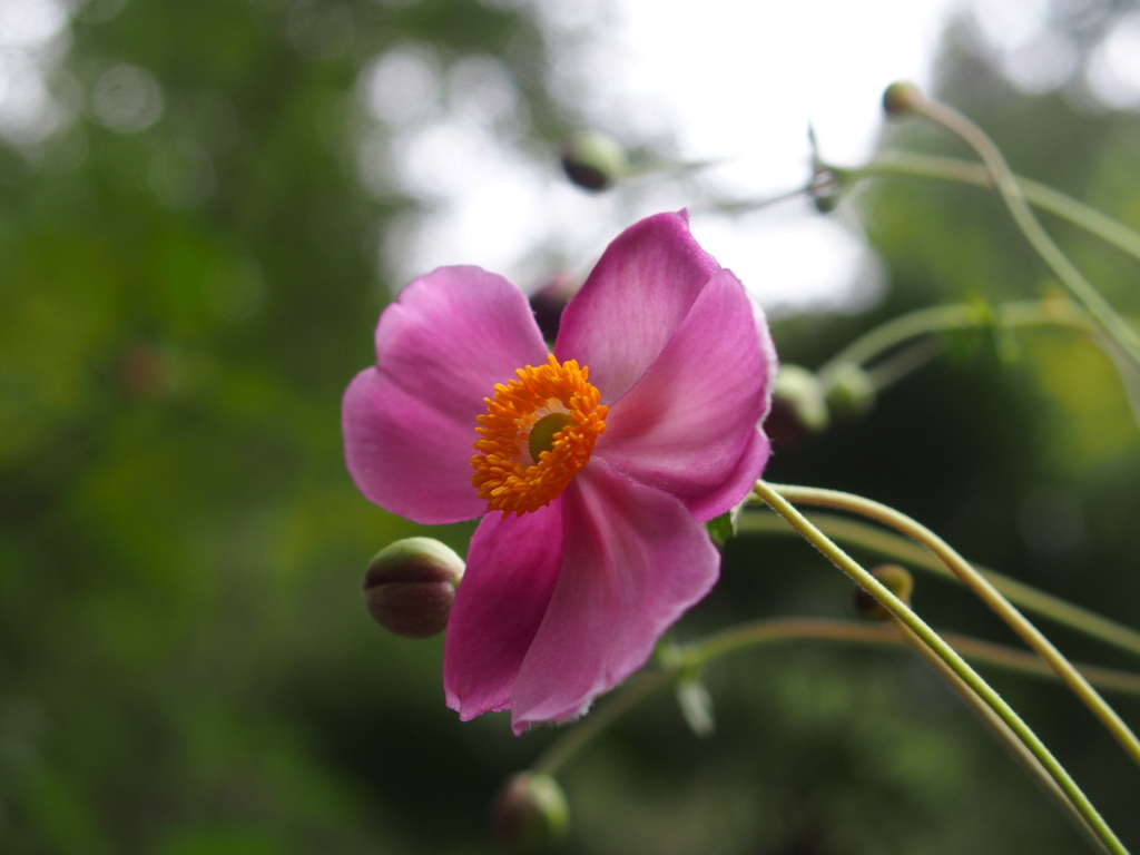 秋明菊