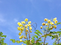 ジャケツイバラ ジャケツイバラ