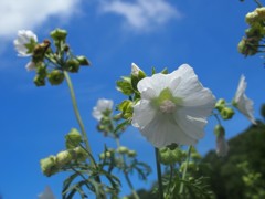 ジャコウアオイ