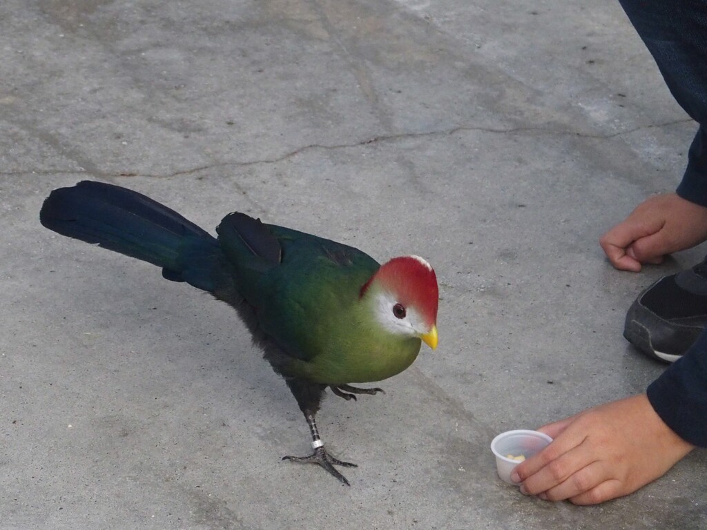 花鳥園の鳥たち　６