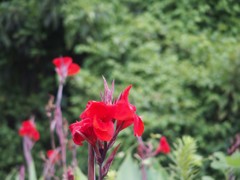 藪の華