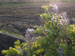 こんなところに藤の花　にー