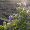 こんなところに藤の花　にー
