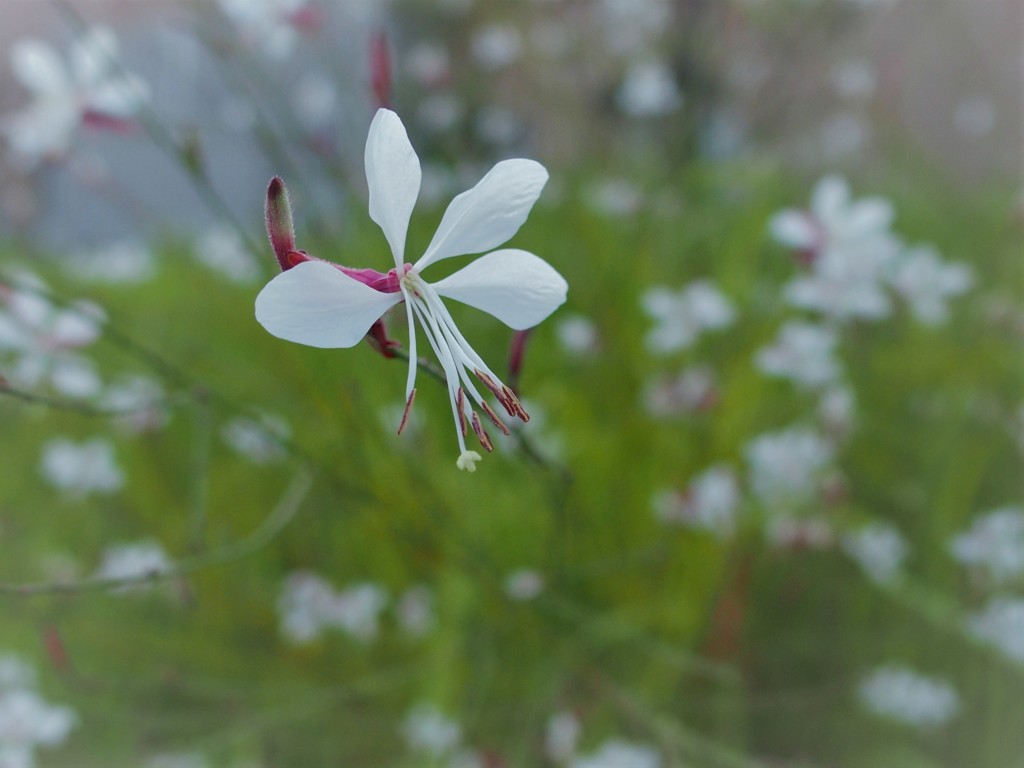 白蝶草