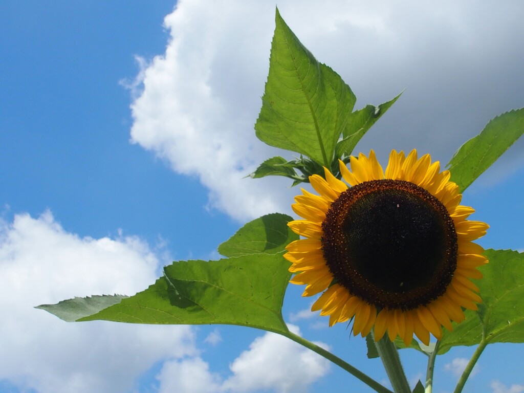 なつ　なつ　なつ　なつ　ここっ夏♪