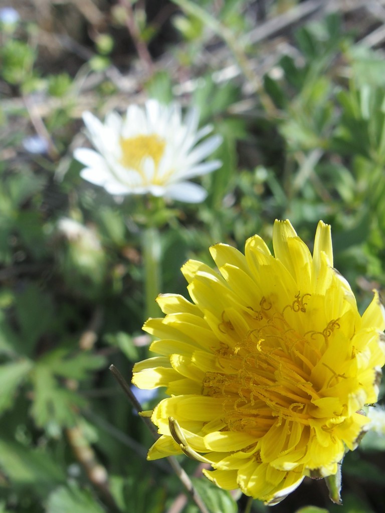 Yellow　＆　White