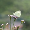 アレチハナガサとモンシロチョウ