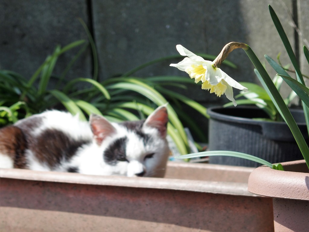 寄せ植え風
