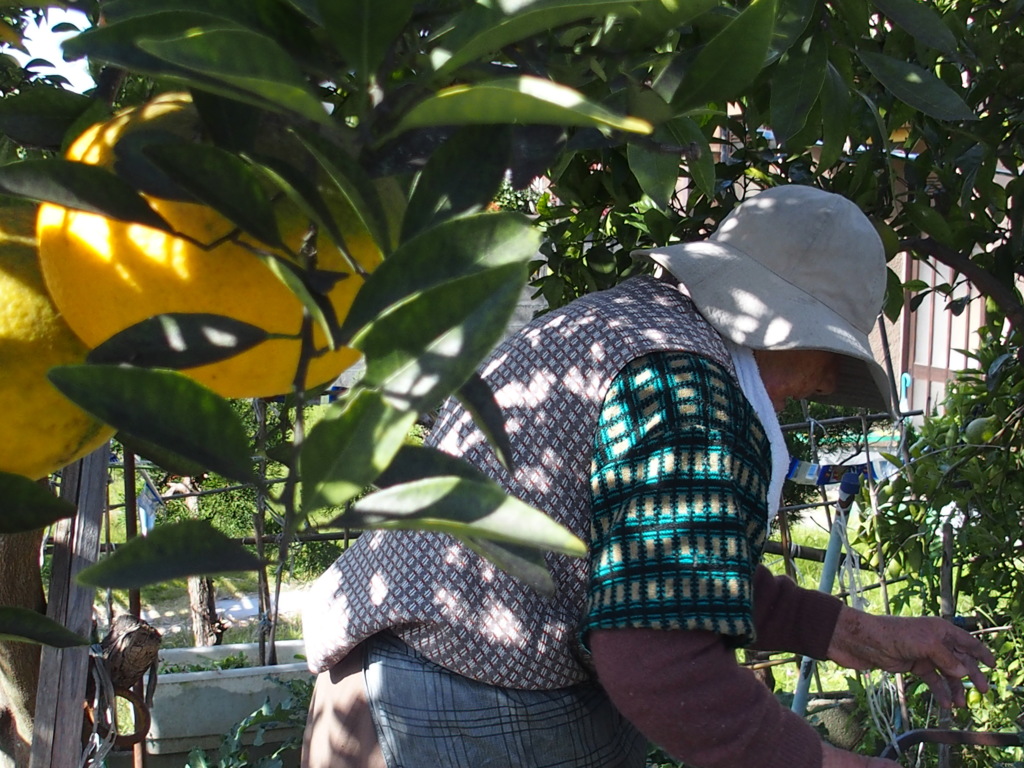 「100歳 楽勝！」