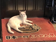 看板にゃんこ