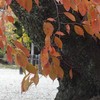 法隆寺紅葉　しー