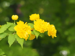 八重山吹