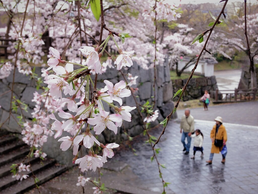 桜の記憶