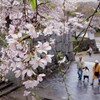 桜の記憶