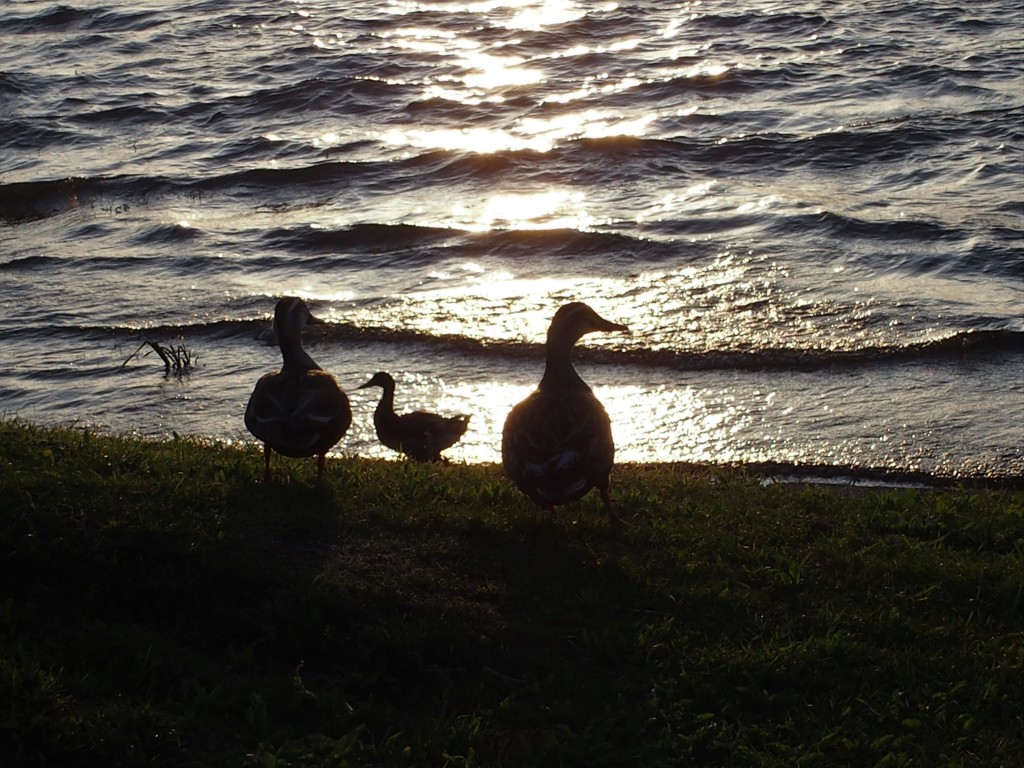 夕暮れの湖畔　３