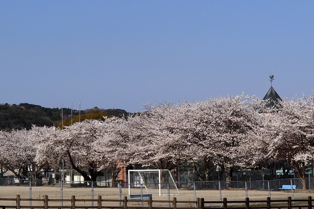 校庭も桜満開