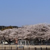 校庭も桜満開