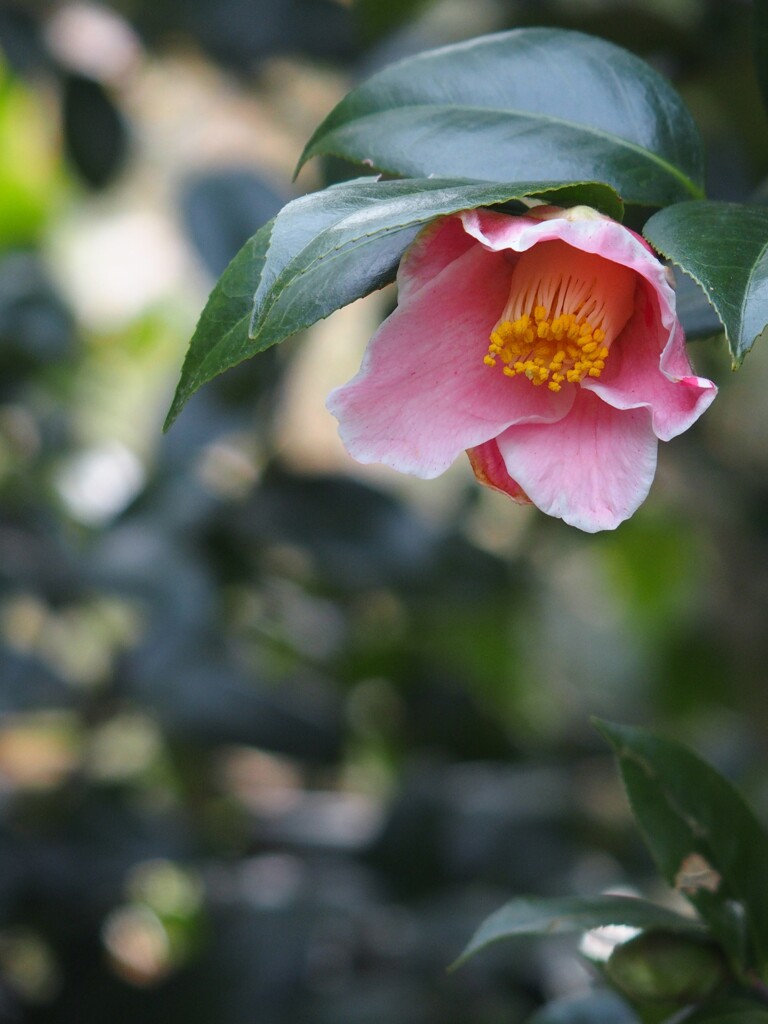 椿　１
