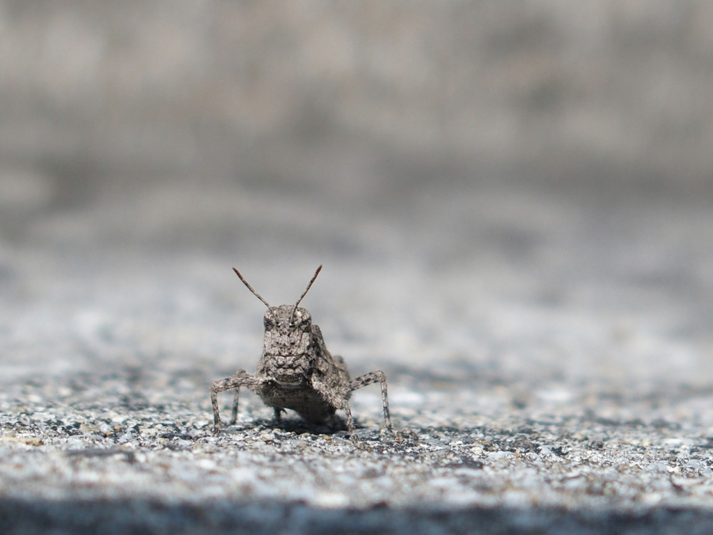 コンクリートから生まれた虫　１