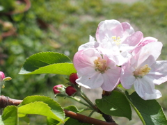 リンゴの花　つがる