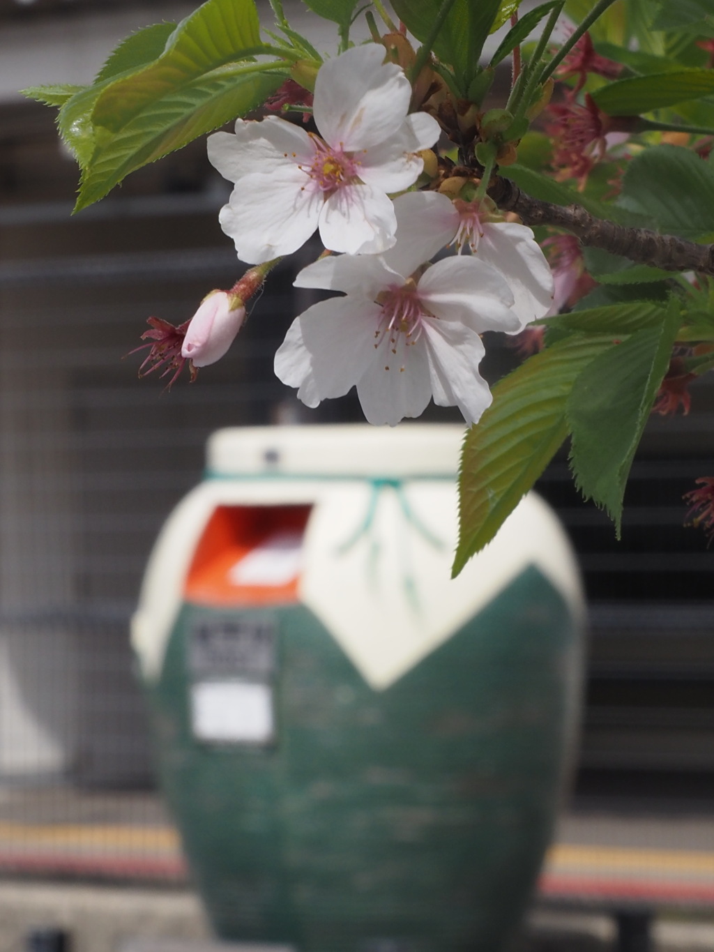 桜とポスト