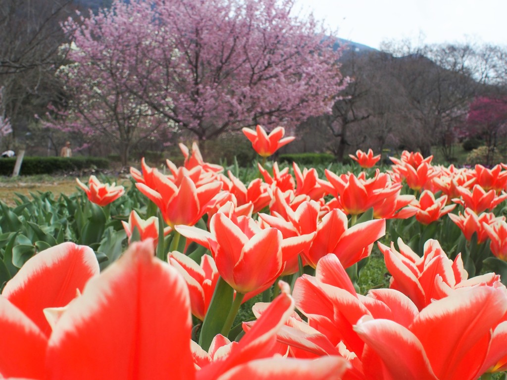 春の公園