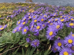 ダルマギクの咲く島　２