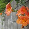 ノウゼンカズラ