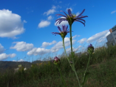 野菊