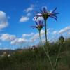 野菊