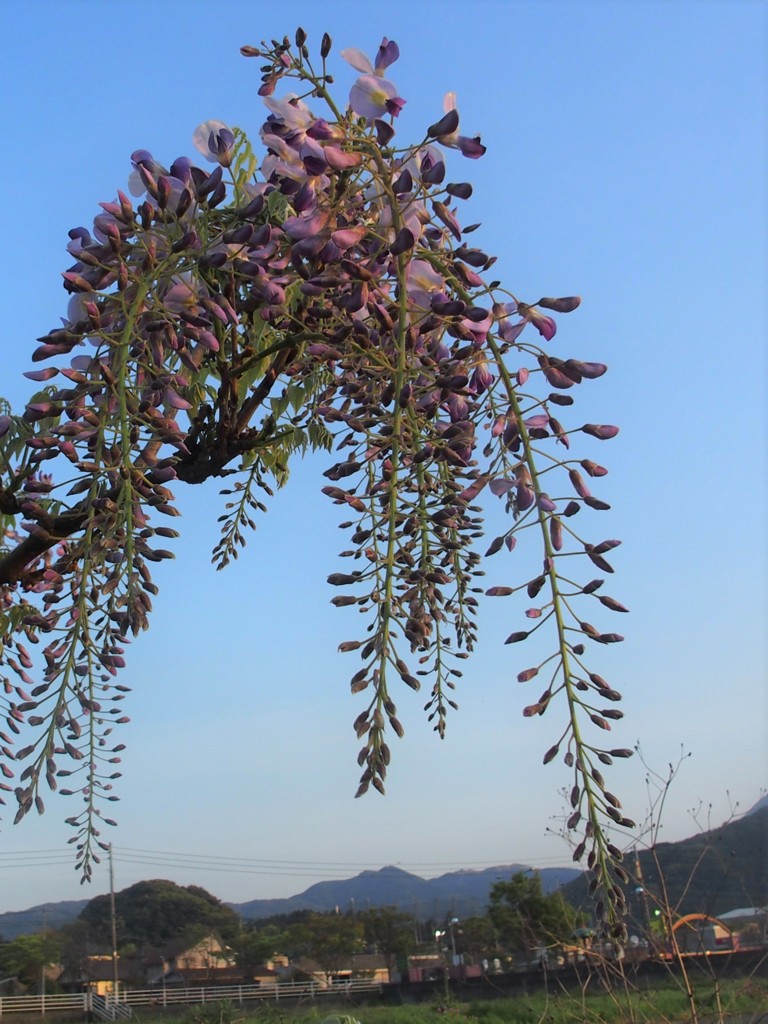 こんなところに藤の花　いち