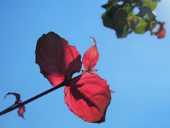 遠目にはお花に見えたよ♪