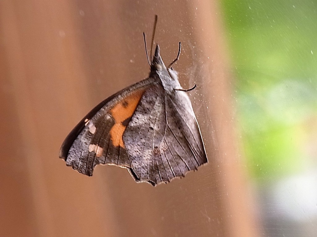 枯葉にしか見えない