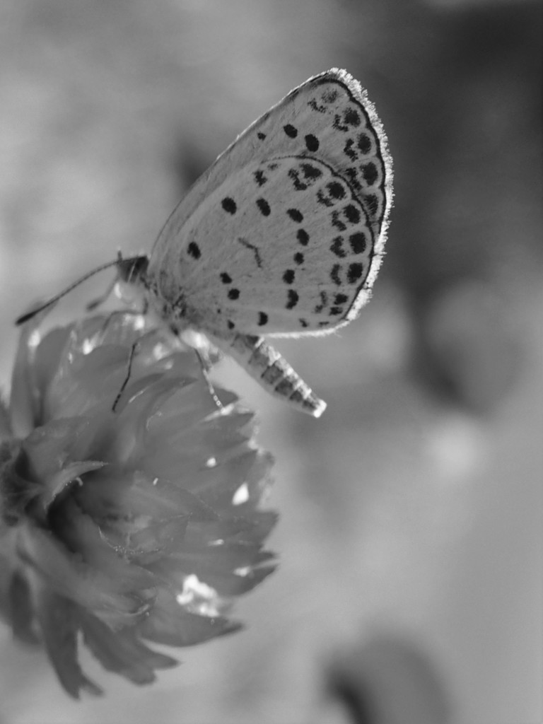 シジミちゃんに会えたよ♪