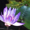 熱帯スイレン　『海峡の翡翠』