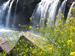 春の滝