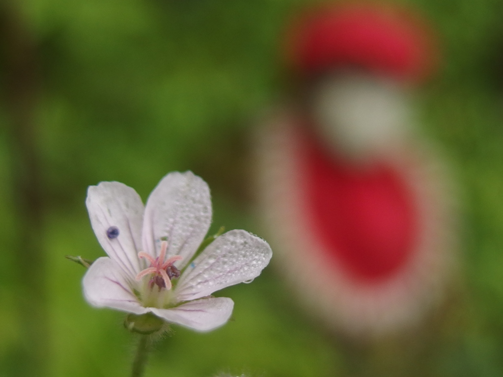 ゲンノショウコ