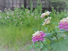 空き家の庭は花盛り