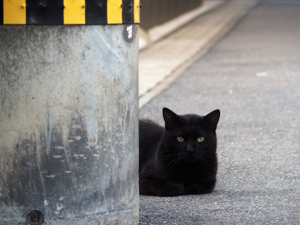 トラ縞と黒にゃん