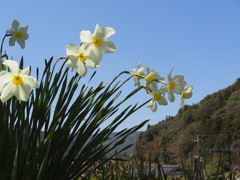 山あいの散歩道　4月ー2