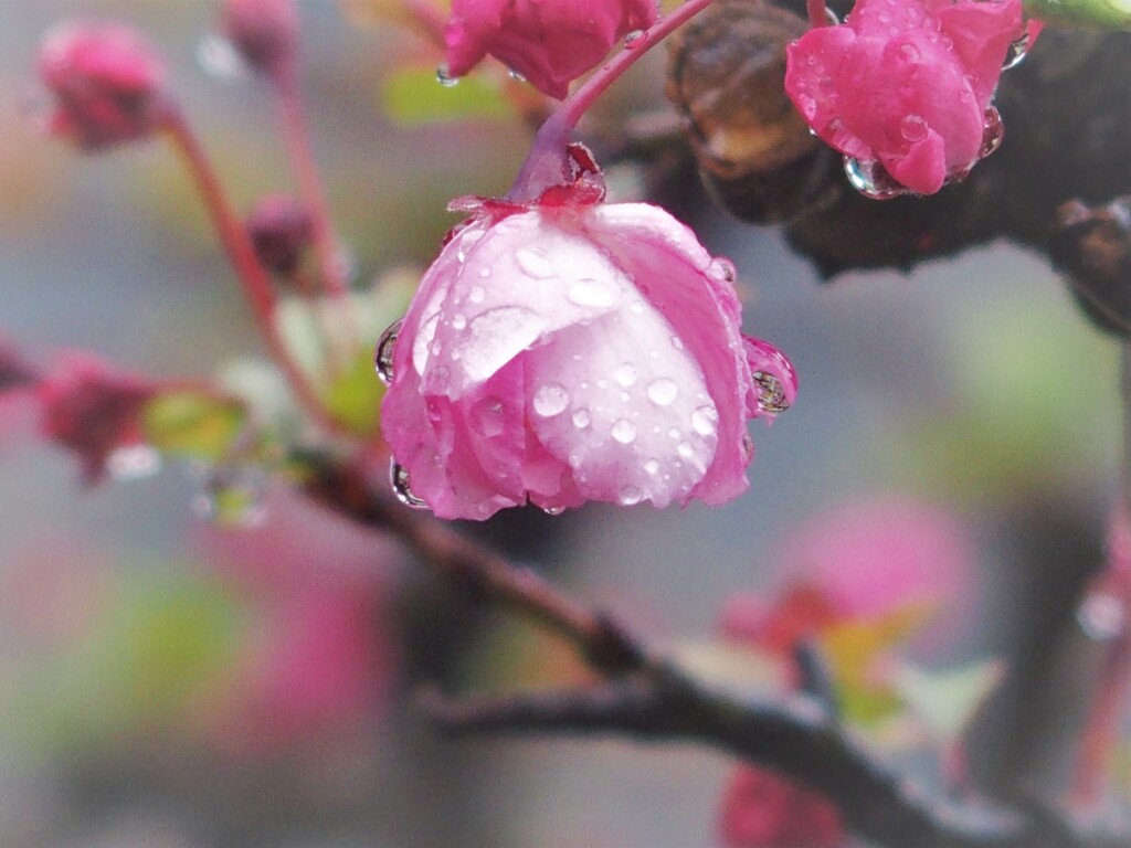 花海棠