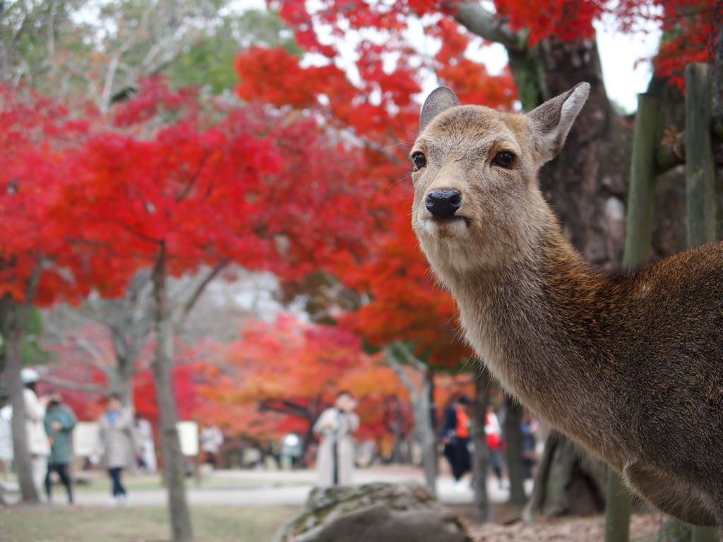 奈良公園と言えば　２
