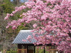 河津桜