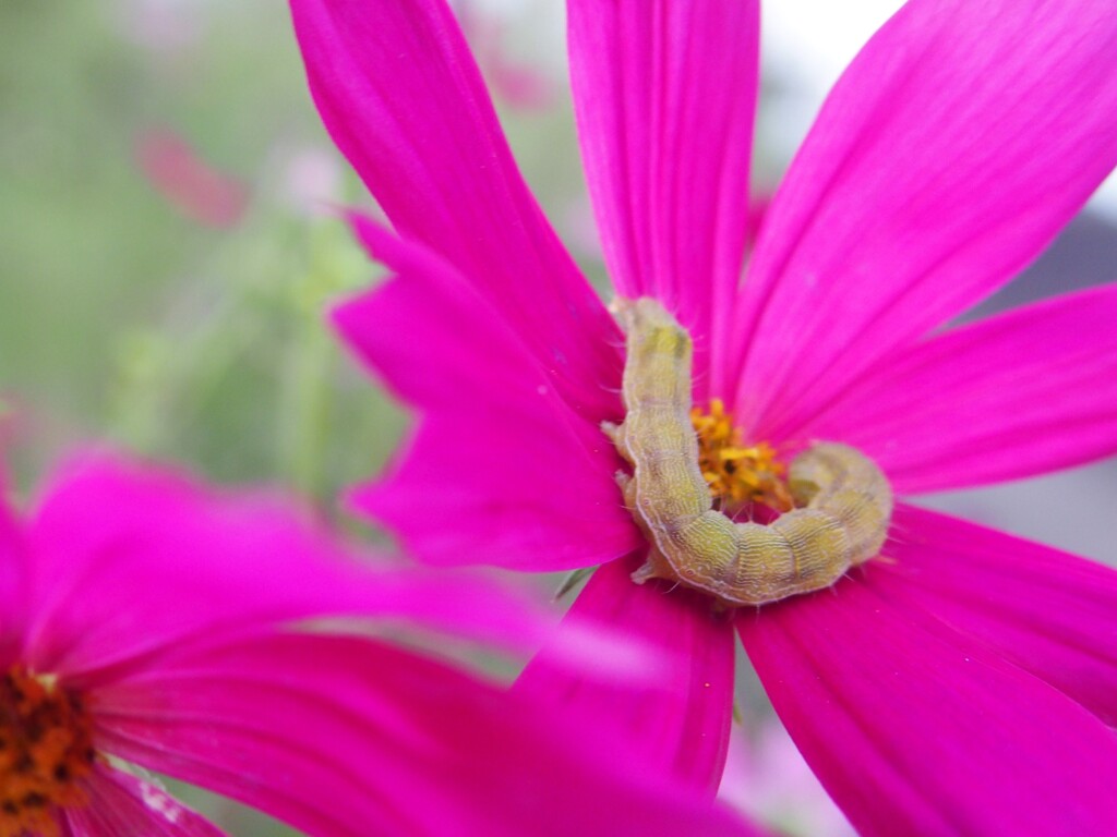 コスモスのゆりかご