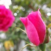 散歩道で薔薇　２