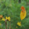 蜘蛛の糸のブランコ